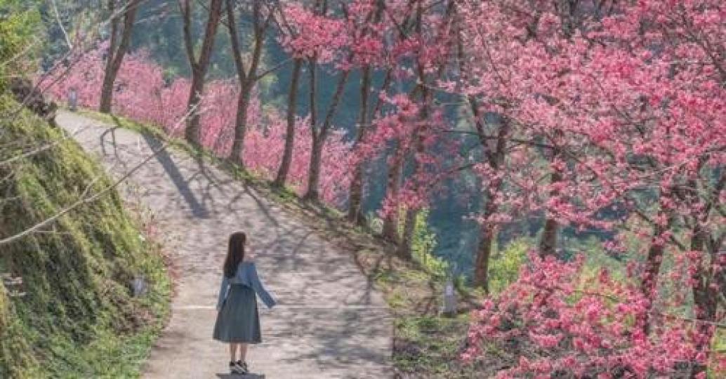 經典回顧絕美的櫻花莊園...