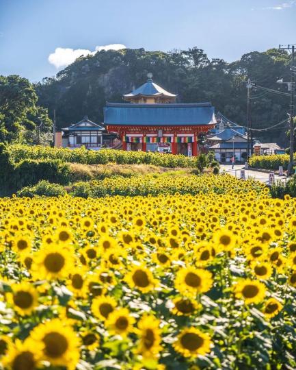 滿願寺前滿滿的向日葵花海...