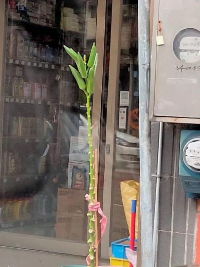 路邊發現奇特植物「結滿長條狀果實」...