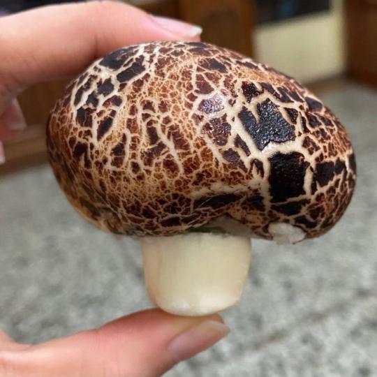 拿媽媽寄的香菇要煮湯...清洗備料「切開驚見金黃物體」愣住...