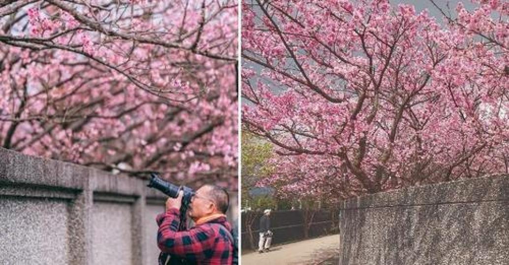 平菁街的櫻花已經綻放6成啦...