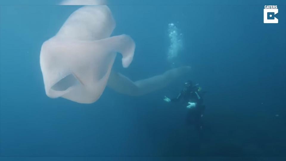 海中獨角獸！潛水員撞見「8公尺純白巨獸」...