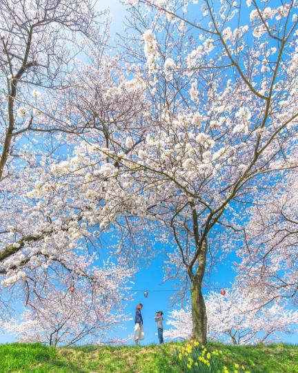 藍天白雲下的壯觀花樹...