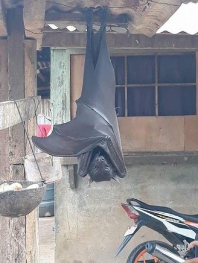 回家驚見「巨型蝙蝠比人還要大」...