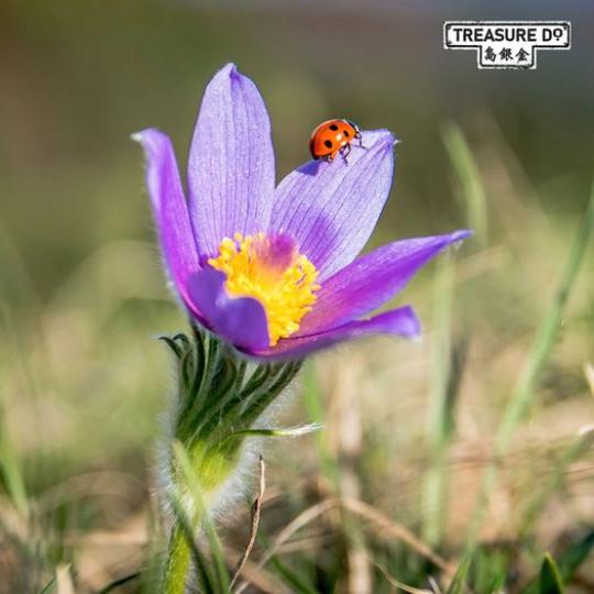 七點瓢蟲(Coccinella septempunctata)是一種常見的瓢蟲品種...