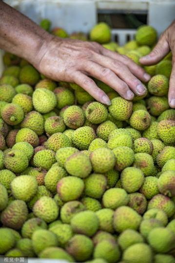 Local farmers in Qionghai, Hainan province, harvest lychee in the early summer heat.... Local farmers in Qionghai, Hainan province, harvest lychee in the early summer heat....
