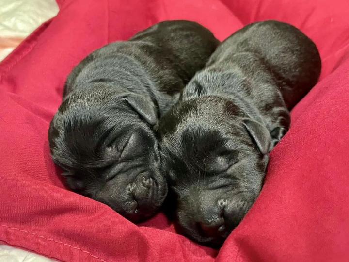 拉布拉多尋回犬 
🐶Lolly X Amor🐶・愛情結晶品出世喇...