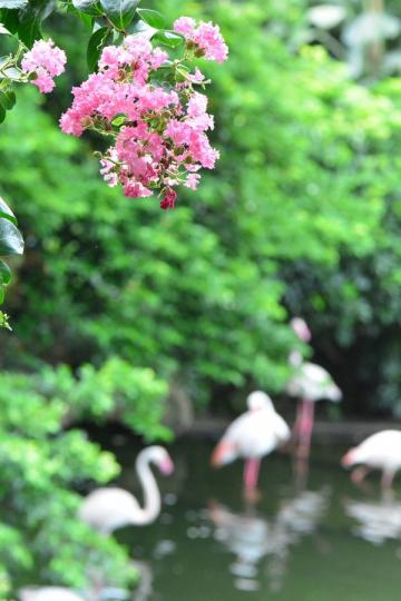 九龍公園 九龍公園.......