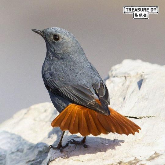 紅尾水鴝Plumbeous Water Redstart是一種黑色羽毛和紅色嘴巴的小鳥...
