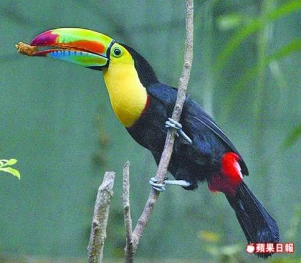 彩虹巨嘴鳥,它是巴西
國鳥,大嘴極似把刀，
其亮麗的色彩更是觀
賞價值極高的鳥類。...