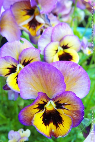 三色堇又名蝴蝶花,品種
頗多.花色豐富.鮮艷。...