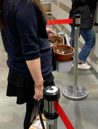 夕陽下的甜根子草隨風飄揚...