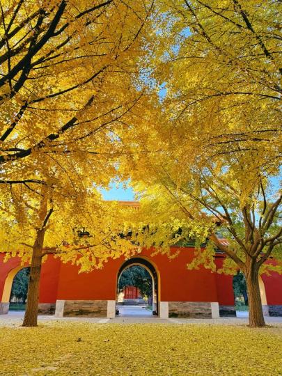 北京最美的秋，银杏装点京城。...