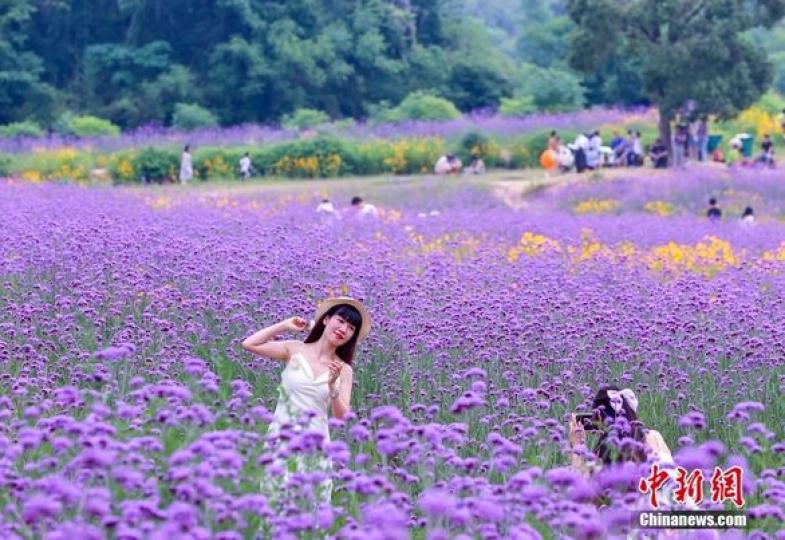 “網紅花海”全面進入盛花期.......