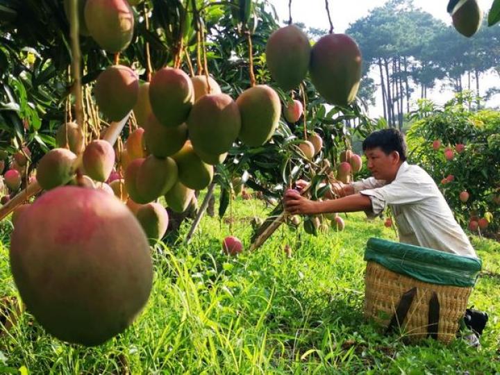 Mango industry bears fruit in Huaping County of southwest China's Yunnan Province...