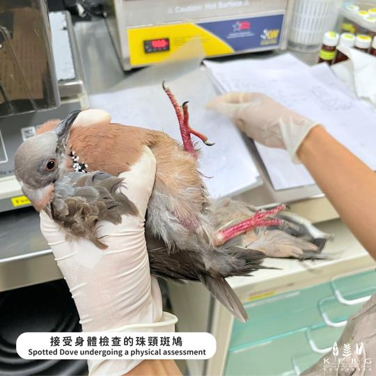 2023十大獲救鳥類...........