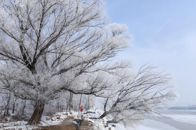 【千樹萬樹梨花開】劉雷╱攝...