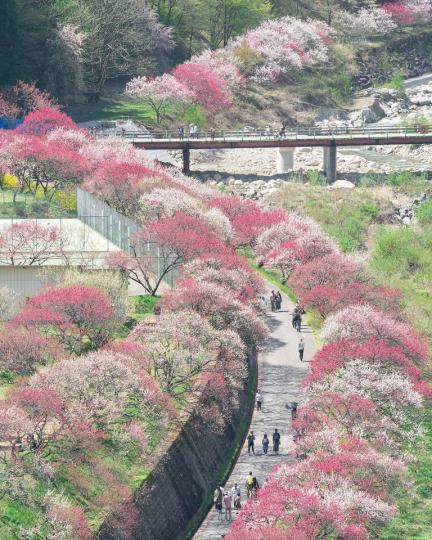 紅桃樹沿路肆意盛開，好像進入了一場粉色夢境...