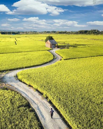 鄉間小路的金黃田野......