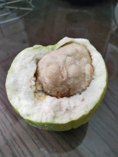 切開芭樂「驚見一整顆貢丸」...