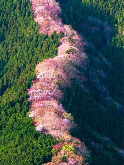 有「賞櫻名所」之稱的奈良縣吉野山...