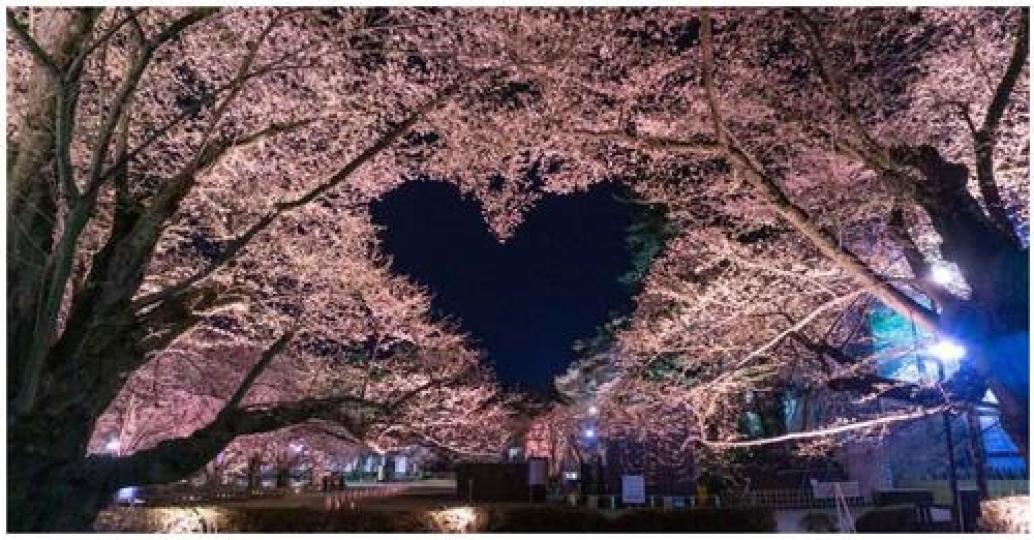 櫻花樹剛好框出了愛心形狀...