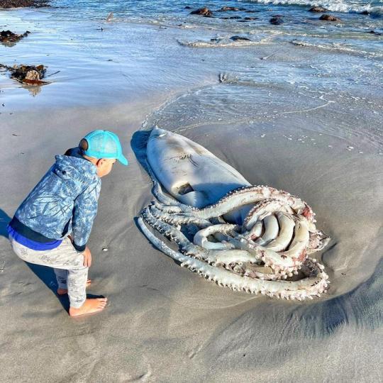 沙灘上出現「謎樣深海巨魷」引路人圍觀...