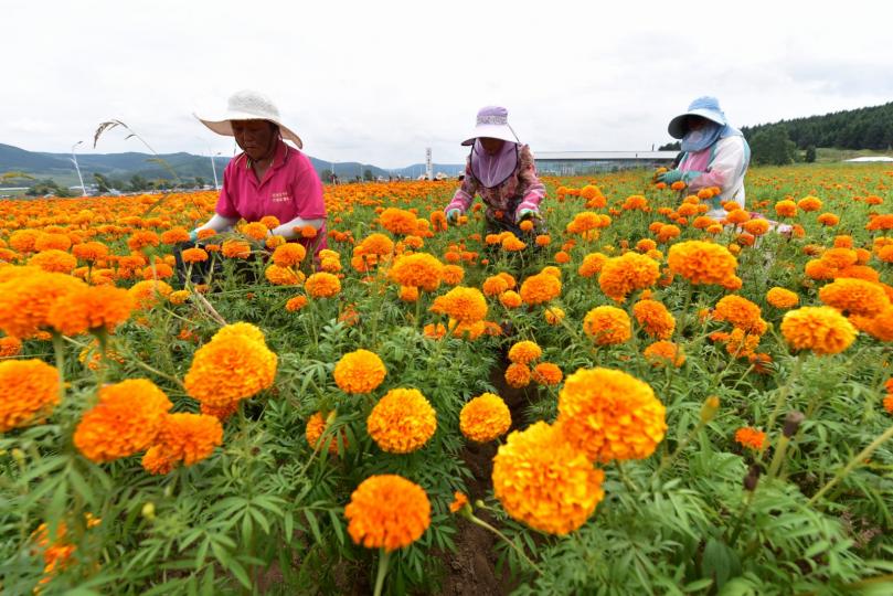 千城勝景｜雲南彝良：「雲中苗寨」500畝萬壽菊盛開...