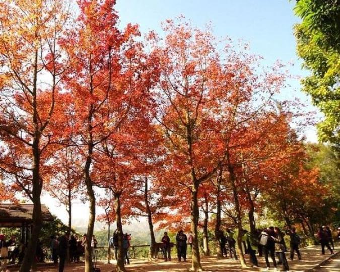 一年一度賞紅葉嘅時間又到喇...