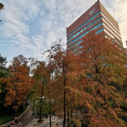 估不到沙田都有紅葉～落羽松睇！...