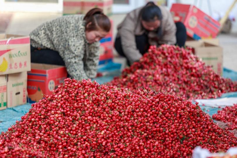 The town is painted red with ripe cherries...