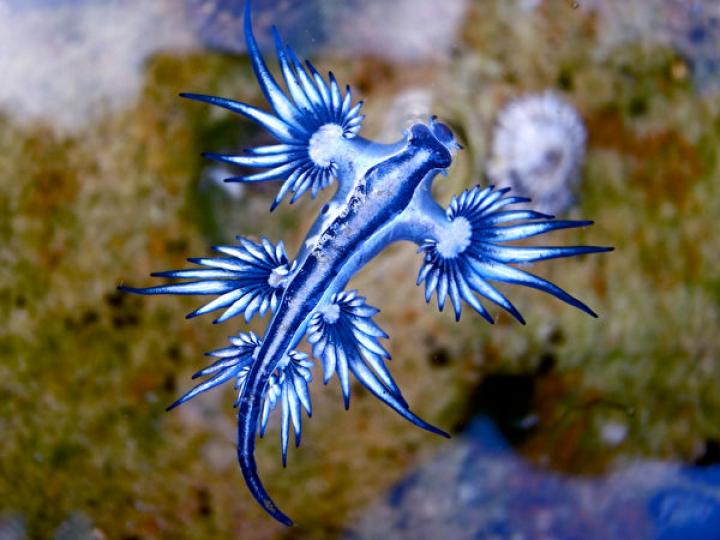 漂亮的海洋生物"藍龍"
是一種海蛞蝓,生存在
溫.熱帶水域,是雌雄同
體卵生動物,大西洋.太
平洋.印度洋都有發現
其踪跡。... 漂亮的海洋生物"藍龍"
是一種海蛞蝓,生存在
溫.熱帶水域,是雌雄同
體卵生動物,大西洋.太
平洋.印度洋都有發現
其踪跡。...