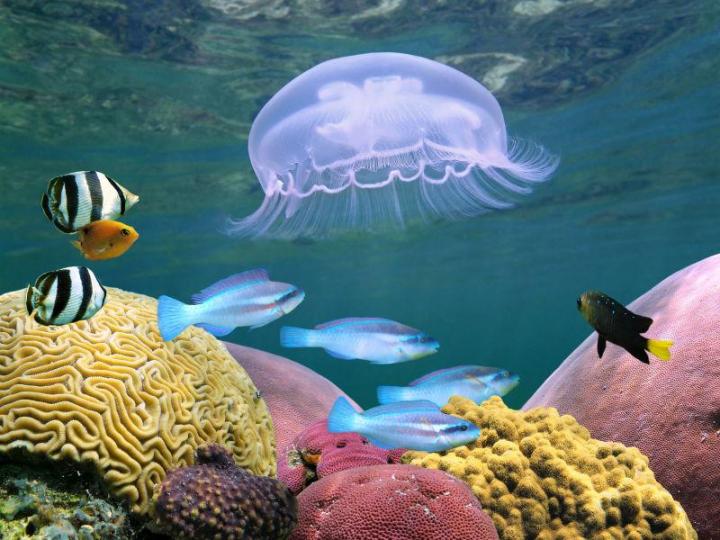 美麗的海底世界,生物
多樣化...
