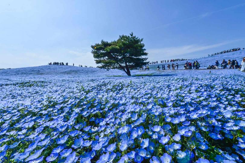 日本茨城縣日立海濱公
園之粉蝶花海。...