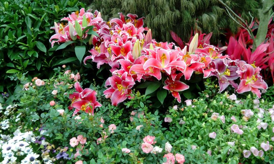 2017香港花卉展览一景一一鲜花開满地...