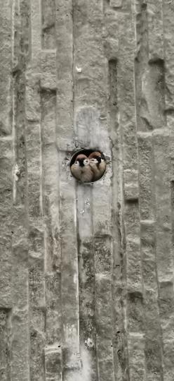 常見一雙雙的麻雀，擠在牆上的排水管內探頭外望...
