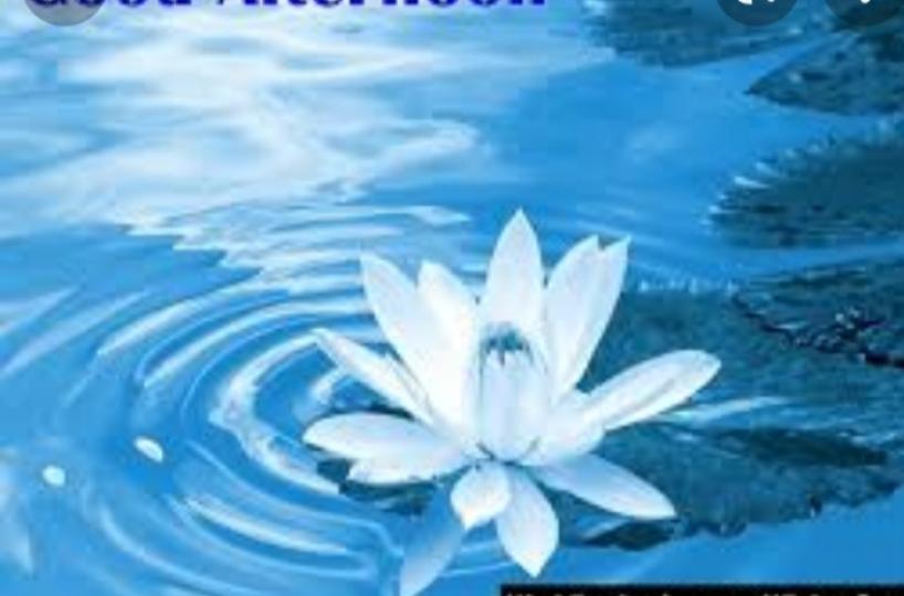 看着蓮池的水，
感受一點清涼！
午安！...