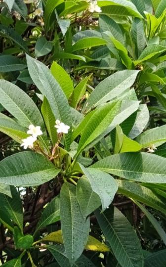 雨露滋潤
的花草向您
問好！...