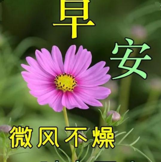 早安，
微風轻吹，
祝願相隨！...