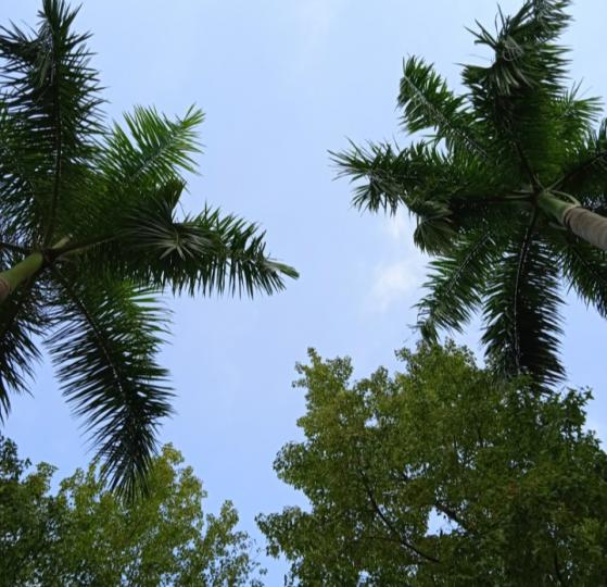 朋友周末好,
透過樹頂
望向天空,
繼續尋夢！
祝安康！...