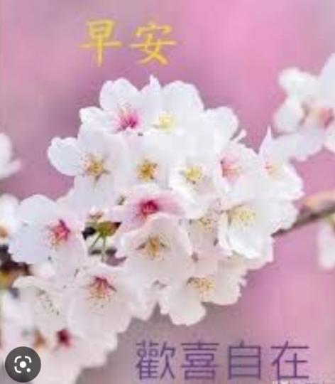 春天百花開,
祝君好運來！...