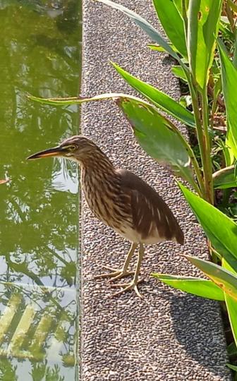 公園裡,
池邊小鳥
像魚翁！...