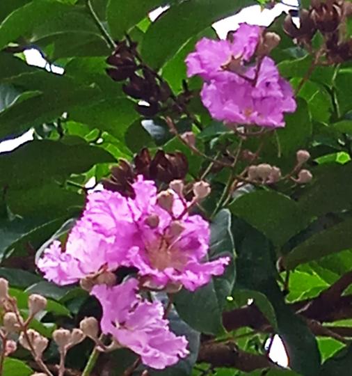 图3
請猜是哪一種
樹的花？
答案在图4。...