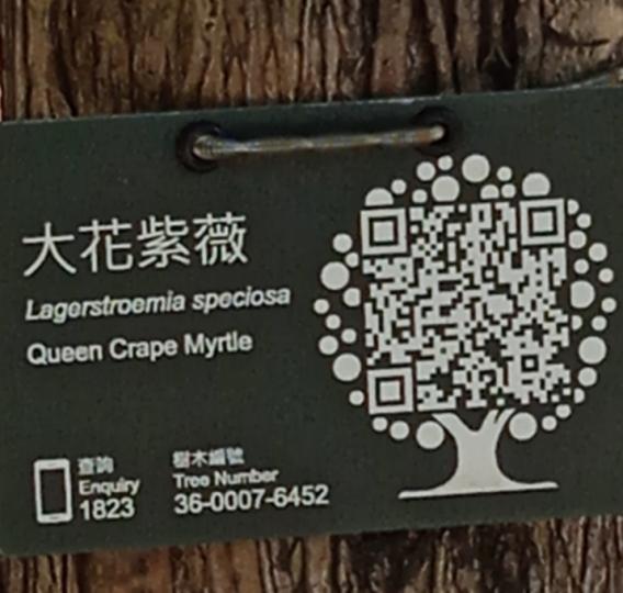 图4： 大花紫薇
生活中常見的植物。...