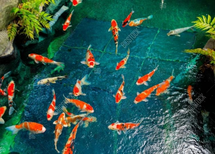 魚兒游來
游去，真清涼！...