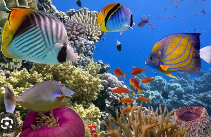 色彩繽紛
的熱帶魚！...