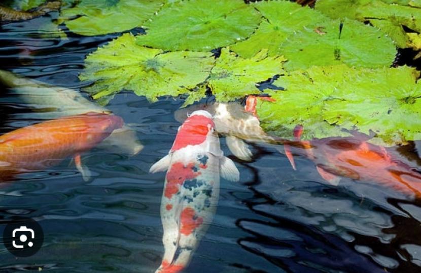 祝願大家
如魚得水，
早安！...