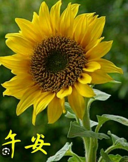 心中有陽光，
處處花開放！
朋友午安！...