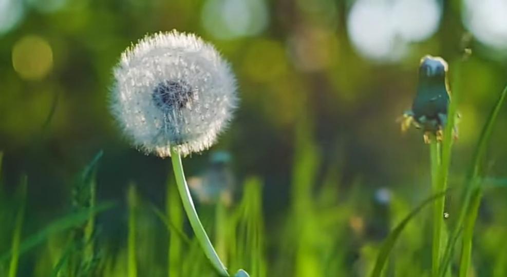 讓蒲公英把
幸福帶到各處！
朋友們好！...