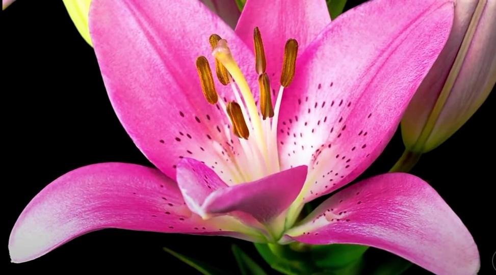 花兒向朋友們
送上祝福美好！...